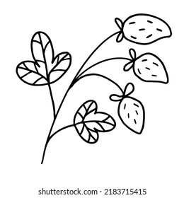Strawberry branch with leaves and berries in hand drawn doodle style. Vector illustration on white background.