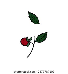 Strawberry branch with leaves. Botanical element on a white background with wild strawberries or strawberries, leaves. Summer garden design elements for invitation, greeting, textile, background, wall
