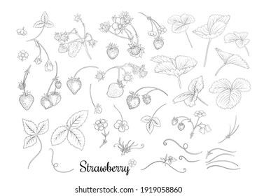 Strawberry branch with red berries. Clip art, set of elements for design Outline vector illustration. Isolated on white background.