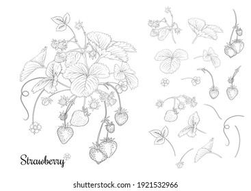 Strawberry branch with red berries. Clip art, set of elements for design Outline vector illustration. Isolated on white background.