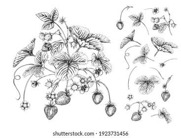Strawberry branch with red berries. Clip art, set of elements for design Graphic drawing, engraving style. Vector illustration. Isolated on white background.