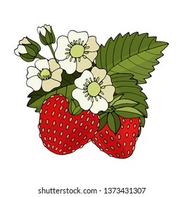 Strawberry branch vector realistic illustration. Isolated strawberry with flower and leaf.