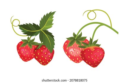 Strawberry Branches with Hanging Whole Red Berries Vector Set