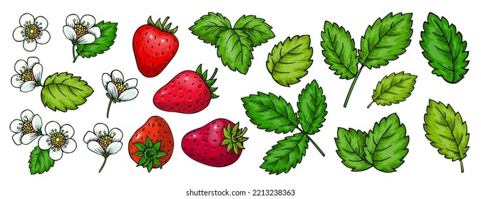 Strawberry brigth sketch separate floral elements. Handdrawn red sweet berries, leaves and flowers isolated on white for card print, badge pins, scrapbooking tag, farmers market label, patch sticker