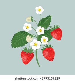 Strawberry bunch with berries and blossom. Vector illustration in flat style