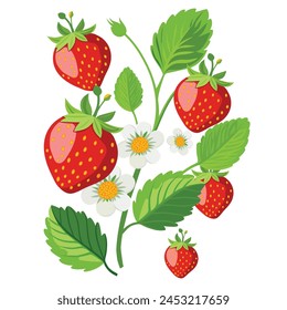 Strawberry bunch with leaves and flowers isolated on white background.