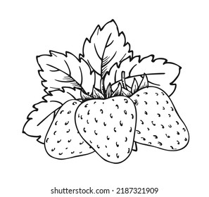 Strawberry bunch of three berries. Children and adults coloring book page. Whole ripe wild forest berry with leaves. Tasty sweet fresh fruit. Juicy strawberries handdrawn clip art black white sketch