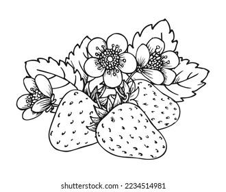 Strawberry bunch three berries  Coloring book page  Whole ripe wild forest berry and leaves   blossom flowers  Tasty sweet fresh fruit  Juicy strawberries handdrawn clip art black white sketch