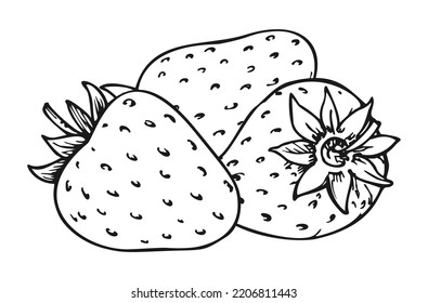 Strawberry bunch of three berries. Whole ripe wild forest berry closeup. Tasty sweet fresh fruit. Children and adults coloring book page. Juicy strawberries handdrawn clip art black and white sketch