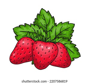 Ropa de fresa de tres bayas. Berry roja del bosque salvaje madura completa con hojas. Sabrosa fruta fresca dulce. Juicy strawberries dibujos a mano dibujos animados dibujos animados coloridos para parche de pegatinas, impresión de afiches