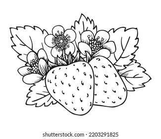 Ropa de fresa de dos bayas. Coloreando la página del libro. Cerezo silvestre maduro completo con hojas y flores de flor. Sabrosa fruta fresca dulce. Fresas jugosas dibujos a mano dibujos animados dibujos animados dibujos en blanco negro