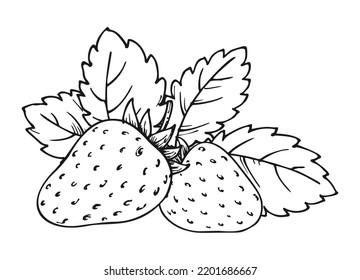 Strawberry bunch of two berries. Whole ripe wild forest berry with leaves. Tasty sweet fresh fruit. Children and adults coloring book page. Juicy strawberries handdrawn clip art black white sketch