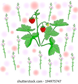 Strawberry bush.