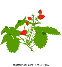 Strawberry bush with flowers and berries vector cartoon illustration isolated on a white background.