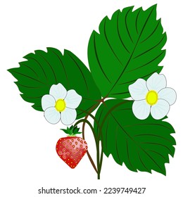 Strawberry bush isolated on white background. Isolated object-63, hand drawn, vector.