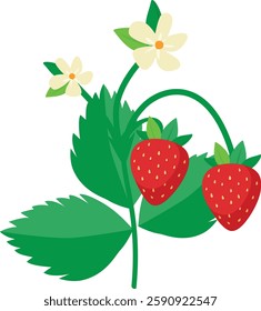 Strawberry bush with leaves and berries blossom isolated on white background. Wild strawberry bush. Vector illustration