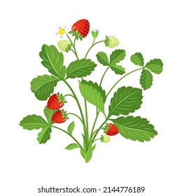 Strawberry bush and leaves