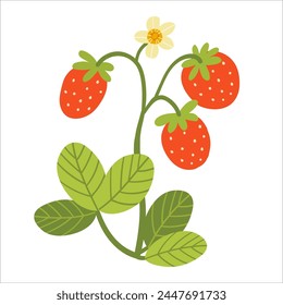 Strawberry bush with leaves and berries blossoms. Color vector illustration of growing berry plant isolated on white background.