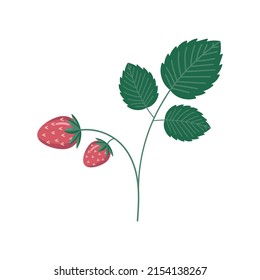 Strawberry bush on a white background. vector illustration