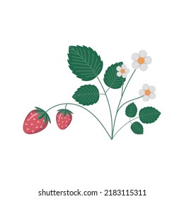 Strawberry bush on a white background. vector illustration
