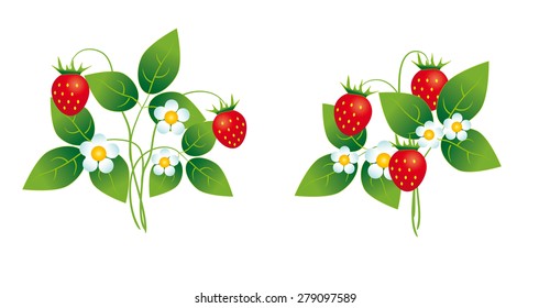 Strawberry bushes with flowers and berries