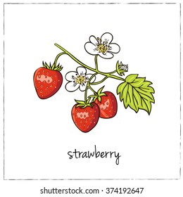 Strawberry. Collection of berries.  Vector illustration of berries for design menus, recipes and packages product.