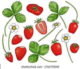 Strawberry collection. Hand drawn sweet red berries, strawberry flowers and leaves on white background. Cartoon vector illustration. Tasty summer berries drawing for package, cards, decoration