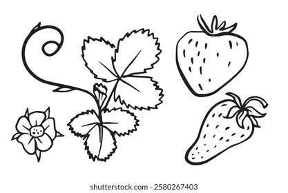 Strawberry doodle illustration set with berries, leaves, and flowers. Ideal for educational materials, art projects,botanical, and gardening guides.