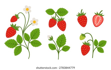 Strawberry elements set with red ripe berries, green leaves, and white flowers. Garden strawberry branches, half slice, and botanical design objects isolated on white background.