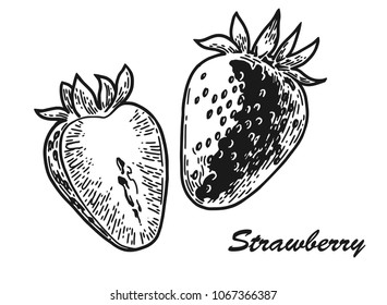 strawberry engraved sketch