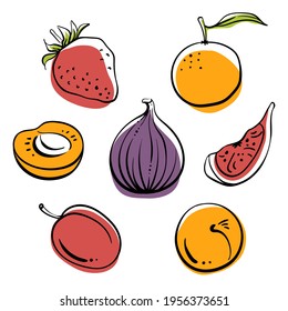 Strawberry, fig, plum, mandarin, apricot. Colorful line sketch collection of fruits and berries isolated on white background. Doodle hand drawn fruits. Vector illustration