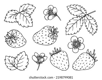 Strawberry floral elements black line set. Hand drawn berries leaves flowers for children and adult coloring book, scrapbooking, nail stamps, laser engraving, foil diy badge pins, eco tag label