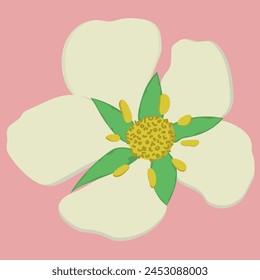 Strawberry flower, isolated on pink backdrop (background). Nature. Vector illustration.