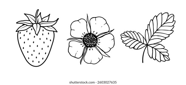 Strawberry, flower and leaf set. Linear black and white illustration of strawberry drawn by hand with black pen. Vector set for icons, logos, coloring, printing on surfaces and designs.