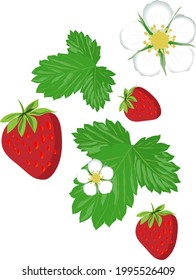 strawberry flower leaves group fruits