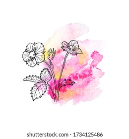 Strawberry flower, line art in watercolor background, sketch hand drawn illustration. Vector 