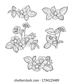 Strawberry flower set, line art in white background, sketch hand drawn illustration. Vector 