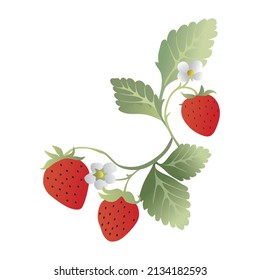 strawberry with flowers and leaves illustration