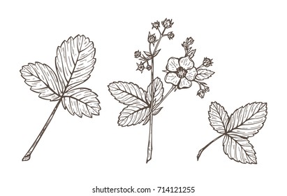Strawberry Flowers and Leaves Set. Hand drawn Sketch Blooming Strawberries Plant. Medicinal Herbs. Vector Floral Elements