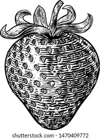 A strawberry food graphic. Original illustration in a vintage engraving woodcut etching style.
