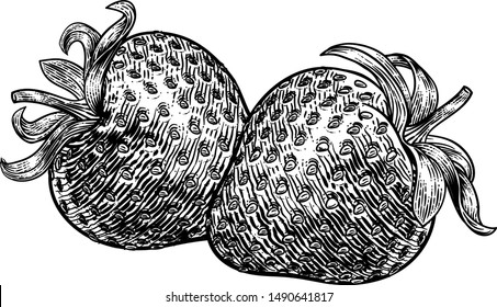 A Strawberry Food Graphic. Original Illustration In A Vintage Engraving Woodcut Etching Style.
