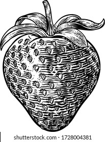 A strawberry food graphic. Original illustration in a vintage engraving woodcut etching style.
