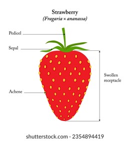 Strawberry (Fragaria ananassa). External view of fruit.