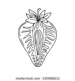 Strawberry freehand drawings, delicious ripe berries, vector image, retro style