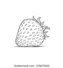 Strawberry freehand drawings, delicious ripe berries, vector image, retro style