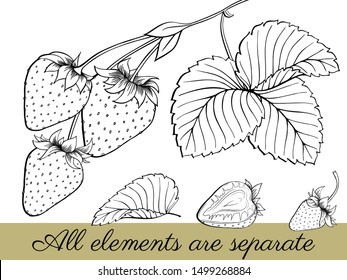 Strawberry fresh berry.  Leaves, leaf, plant, half, slice, seeds. Graphic vector set. Isolated on white background. Hand-drawn collection. Black-white. Engraving. Outline illustration. Coloring book.