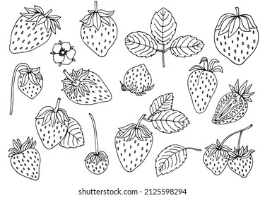 Strawberry Fresh Berry. Leaves, Leaf, Plant, Half, Slice, Seeds. Graphic Vector Set. Isolated On White Background. Hand-drawn Collection. Black-white. Engraving. Outline Illustration. Coloring Book.