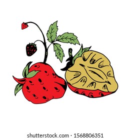 Strawberry Fruit Doodle Icon Vector  