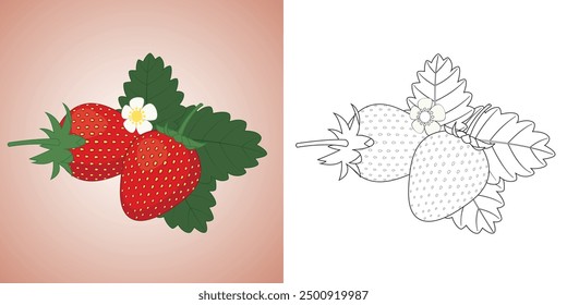 Strawberry fruit illustration, coloring page for kids, the main object separate from the background