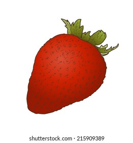Strawberry fruit isolated on a white background. Hand drawn color line art. Retro design. Vector illustration.